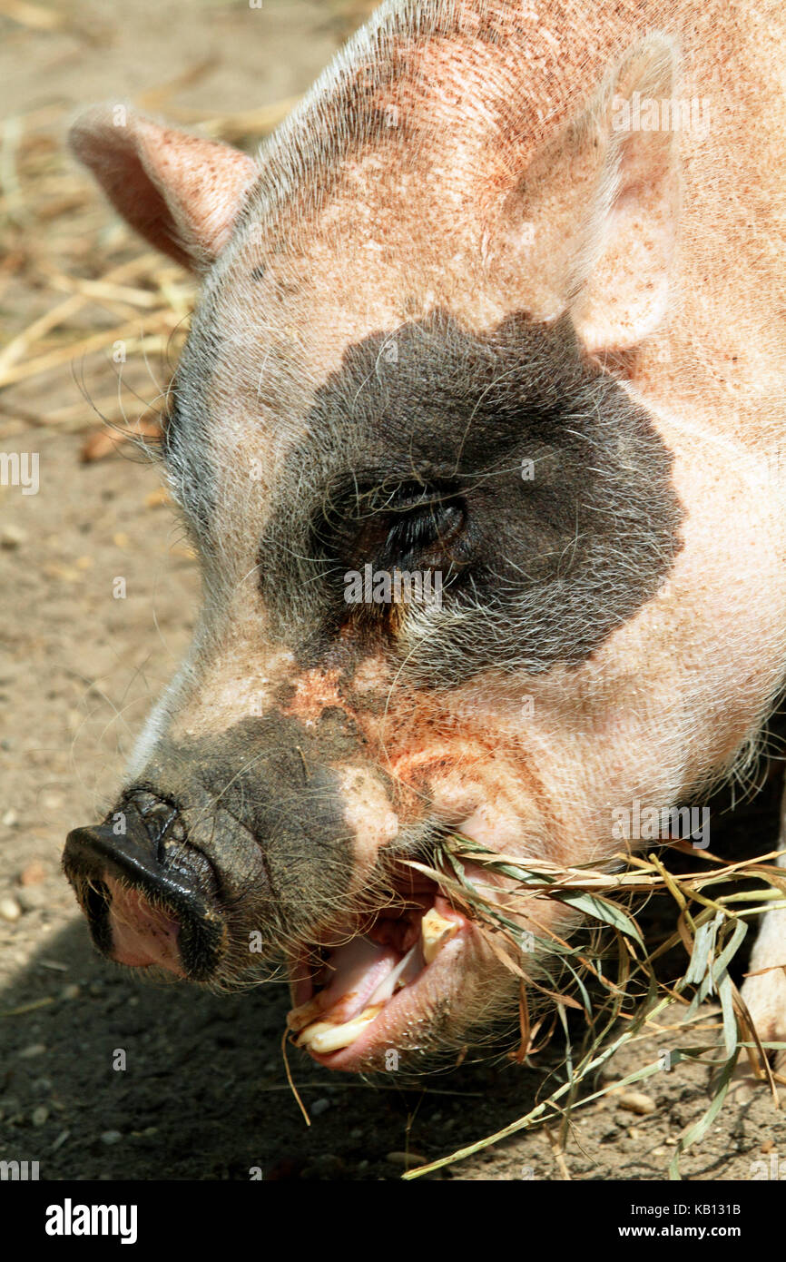 A closeup of a pig eating at the Cape May County Park and Zoo, New Jersey, USA Stock Photo