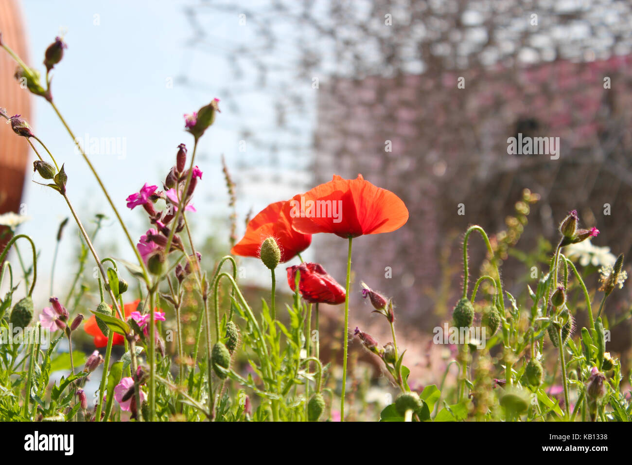 Expo 2015,UK pavilion, Milan, Italy- It represented an hive.You approach the hive like a bee with your eyes at the grass and flowers level. Stock Photo