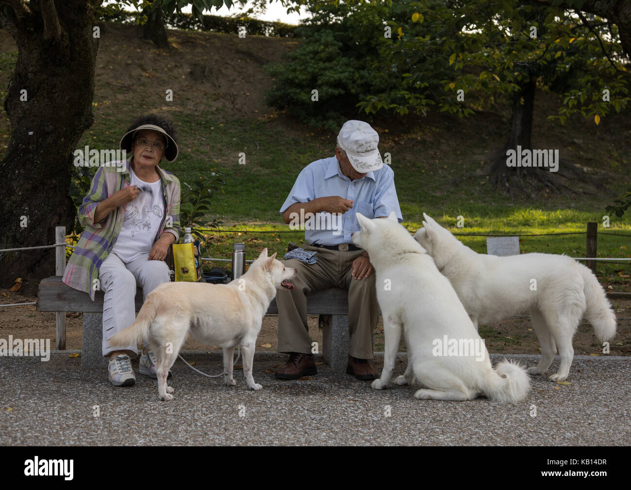 Japanese couple feeding dogs in a park, Hypgo Prefecture, Himeji, Japan