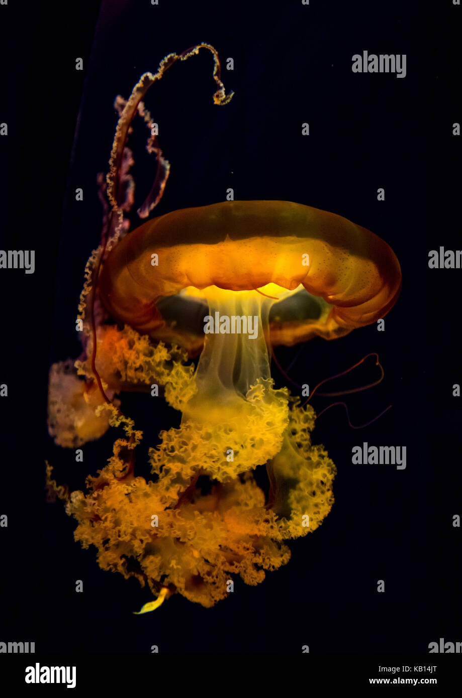 Jellyfish With Tentacles Swimming In Kaiyukan Aquarium Kansai Region Osaka Japan Stock Photo Alamy