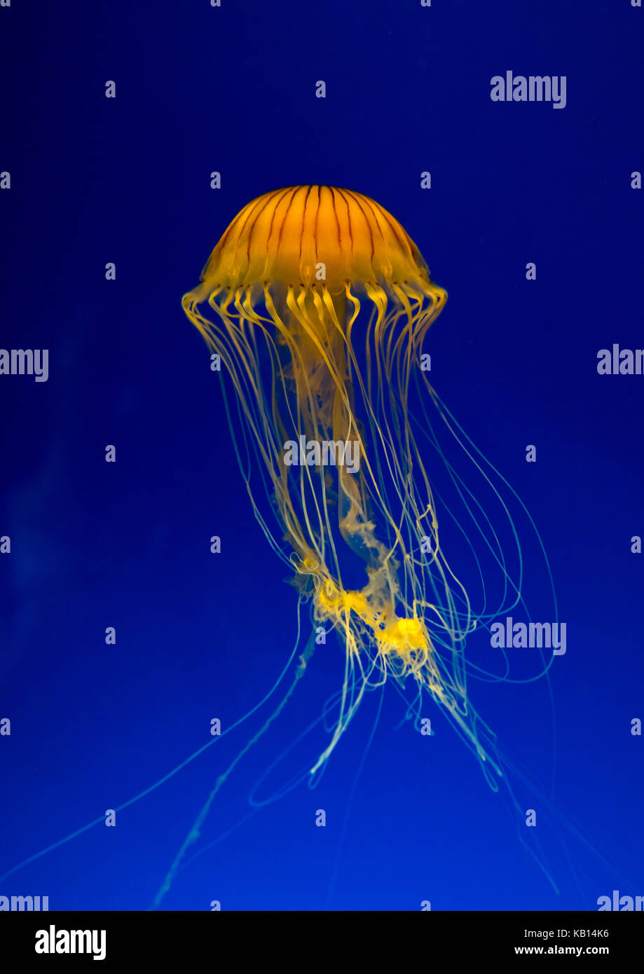 Brown Jellyfish With Tentacles Swimming In Kaiyukan Aquarium Kansai Region Osaka Japan Stock Photo Alamy