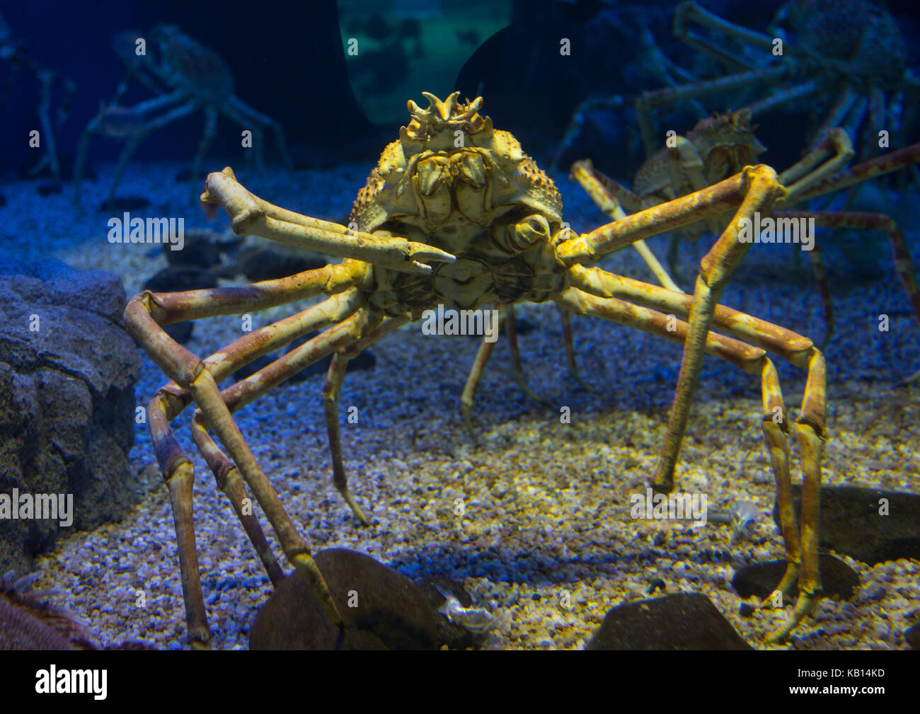 Giant Crab From Russia In Kaiyukan Aquarium Kansai Region Osaka Japan Stock Photo Alamy
