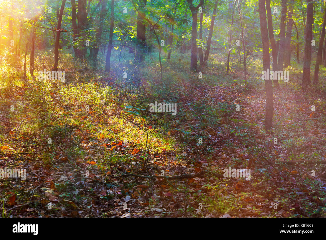 Tree forest beams god rays hi-res stock photography and images - Alamy