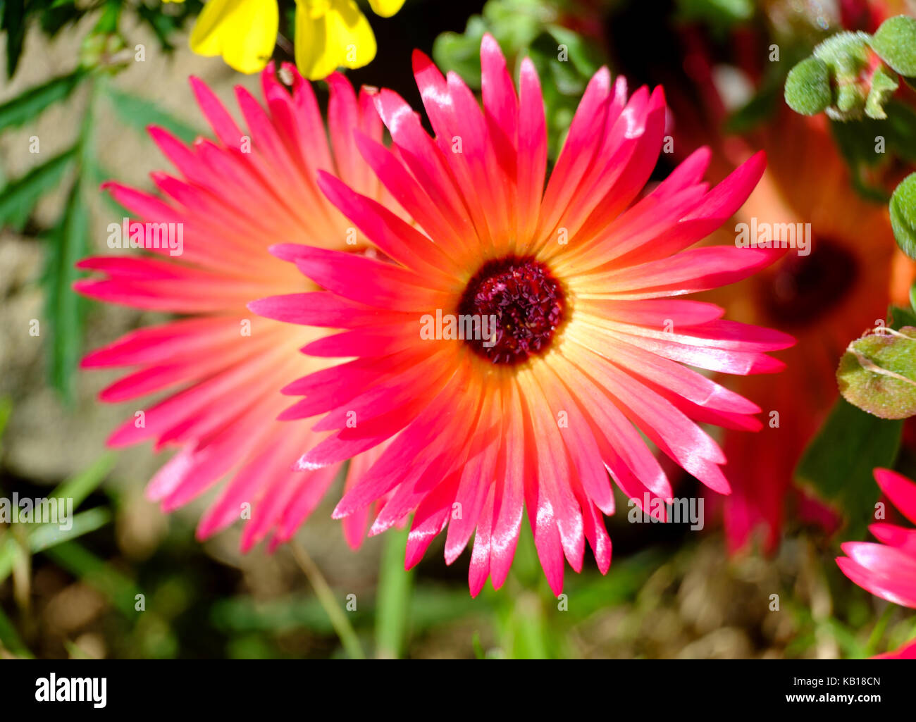 Livingstone Daisy. (Cleretum  bellidiforme). Slow growing, annual, Stock Photo