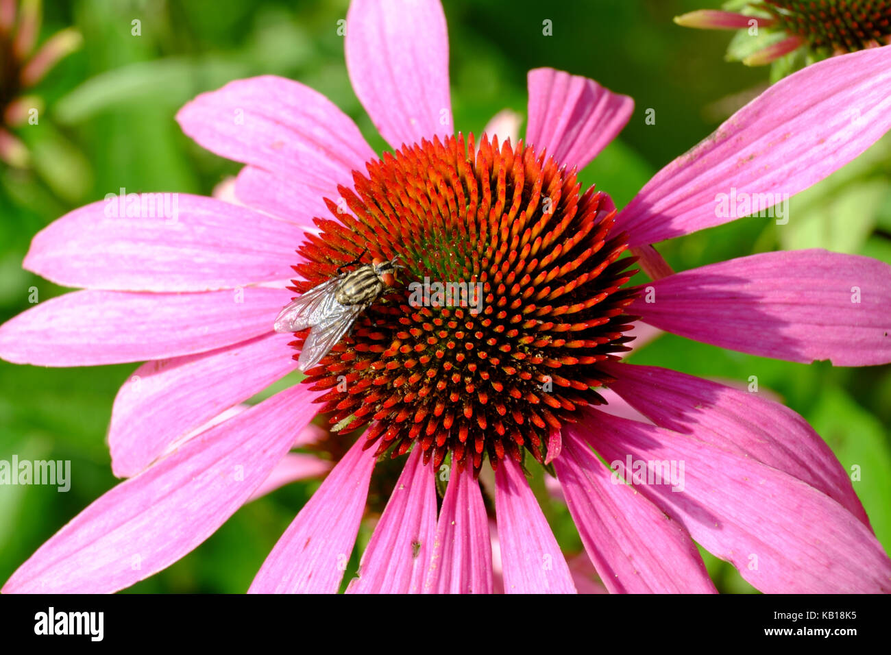 Subfamily sarcophaginae hires stock photography and images Alamy
