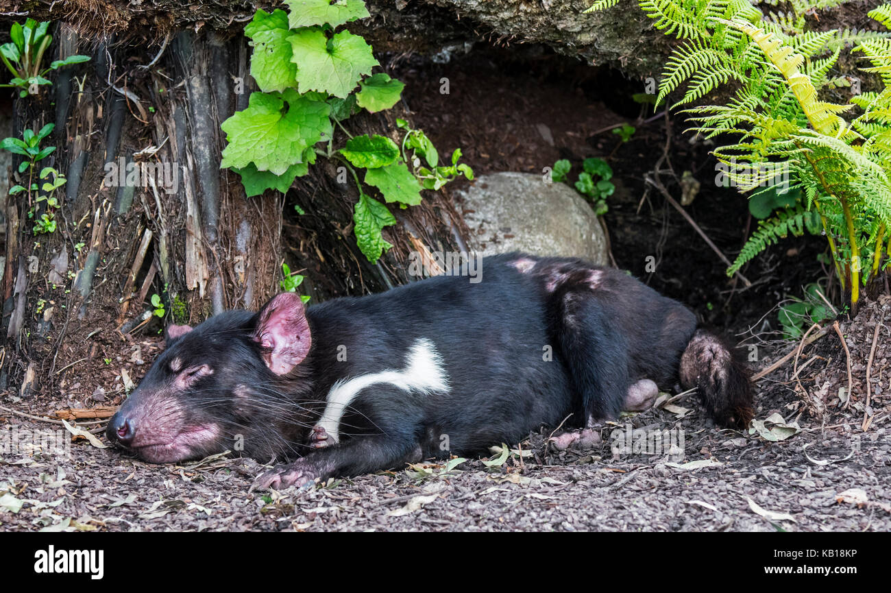 Sleeping Tasmanian devil (Sarcophilus harrisii), largest carnivorous marsupial native to Australia Stock Photo