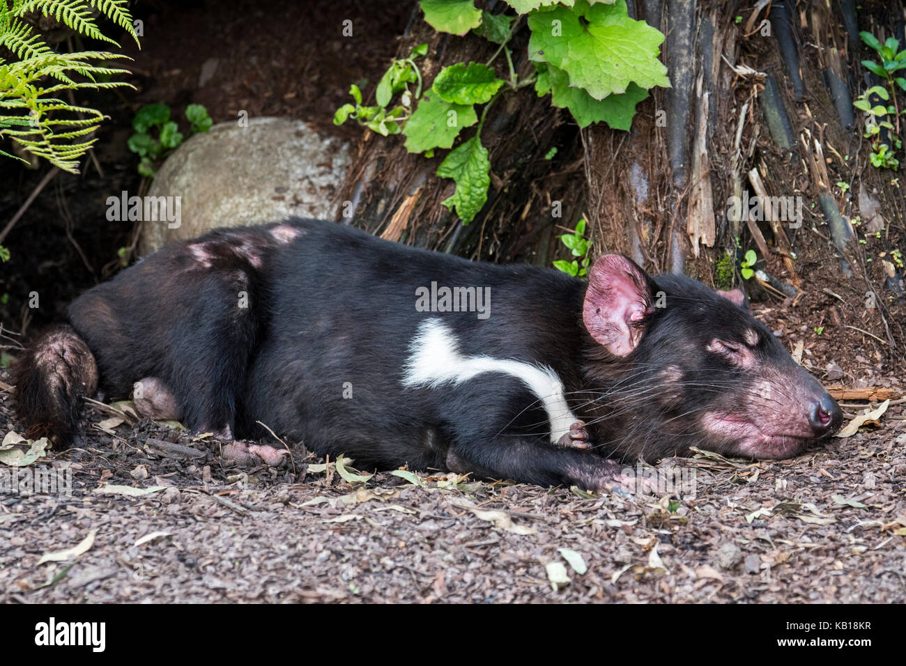 Sleeping Tasmanian devil (Sarcophilus harrisii), largest carnivorous marsupial native to Australia Stock Photo