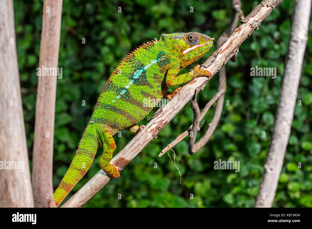 Panther chameleon (Furcifer pardalis) in tree, native to  Madagascar Stock Photo