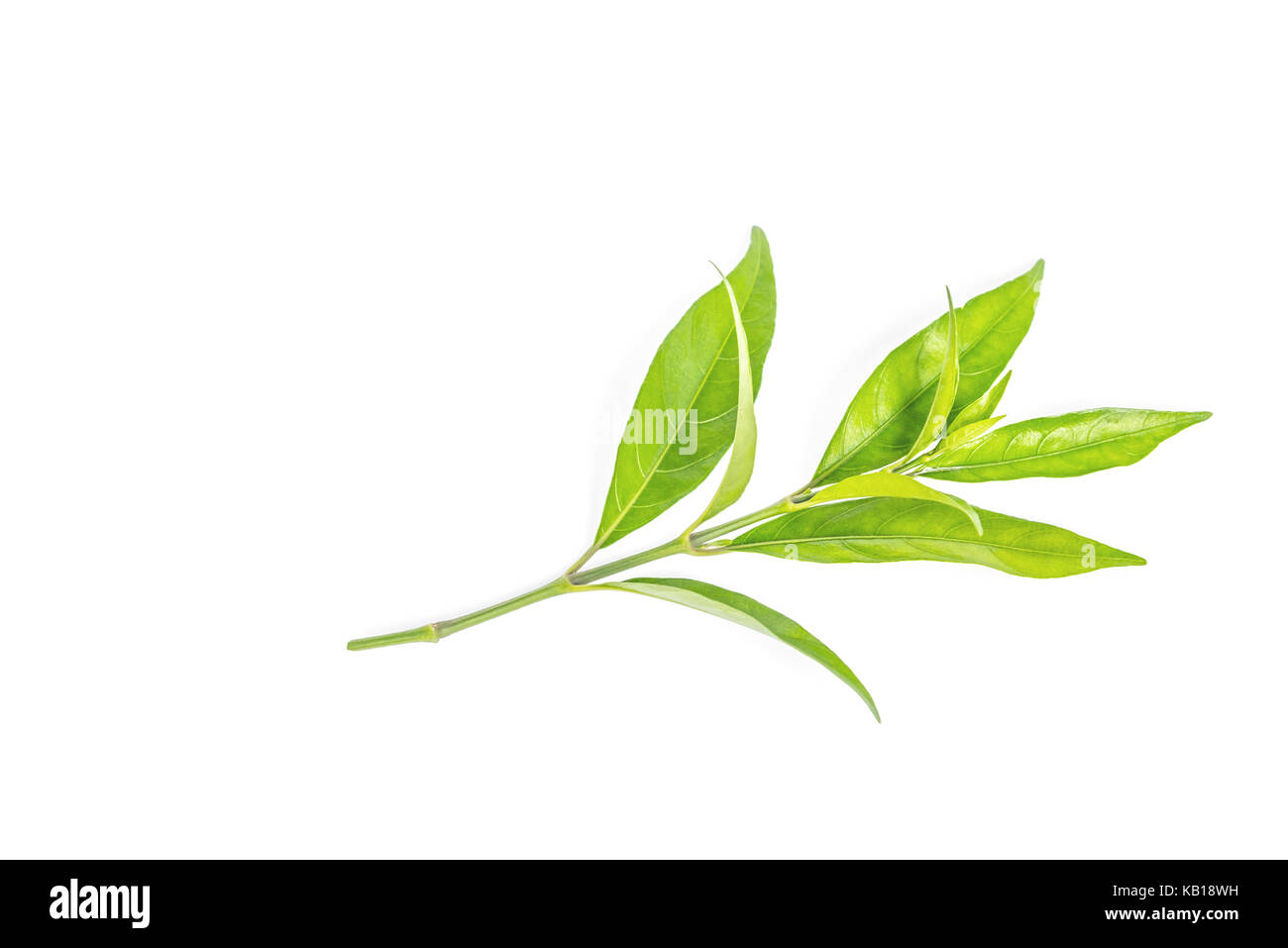 green leaf isolated on white backgrounds Stock Photo - Alamy