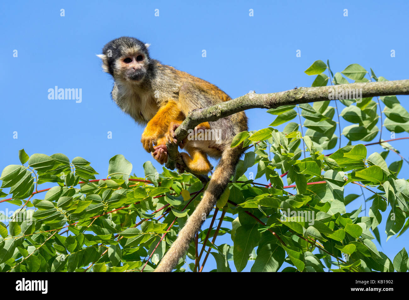 Black-capped squirrel monkey / Peruvian squirrel monkey (Saimiri boliviensis peruviensis) foraging in tree, native to South America Stock Photo
