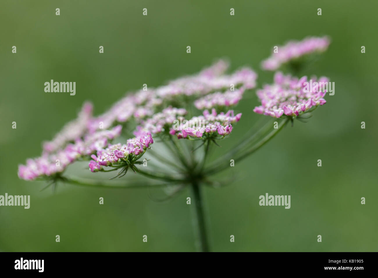 Close up of hogweed (Heracleum sphodylium) head against simple green background Stock Photo