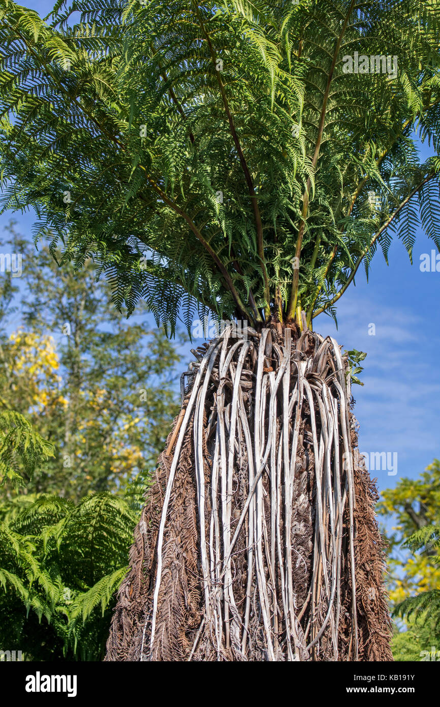 Soft tree fern / man fern (Dicksonia antarctica) evergreen tree fern native to eastern Australia Stock Photo