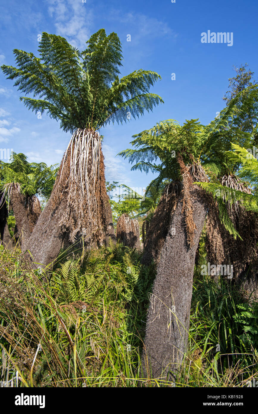 Soft tree ferns / man ferns (Dicksonia antarctica) evergreen tree fern native to eastern Australia Stock Photo