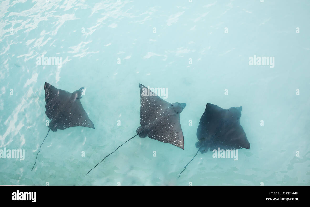 Spotted Eagle Ray Maldives High Resolution Stock Photography And Images Alamy