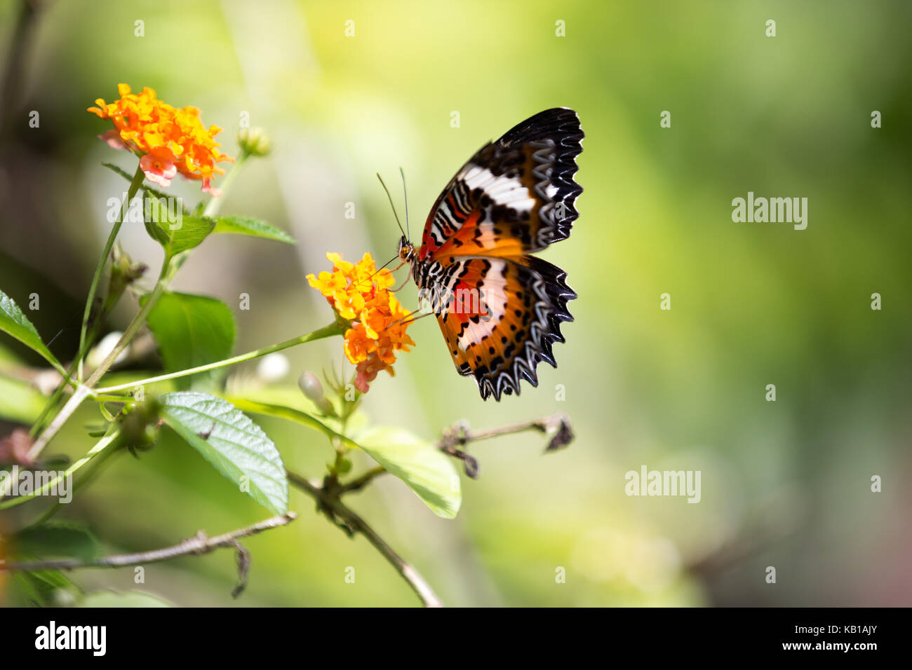 Amazing butterfly with red and black spots Stock Photo