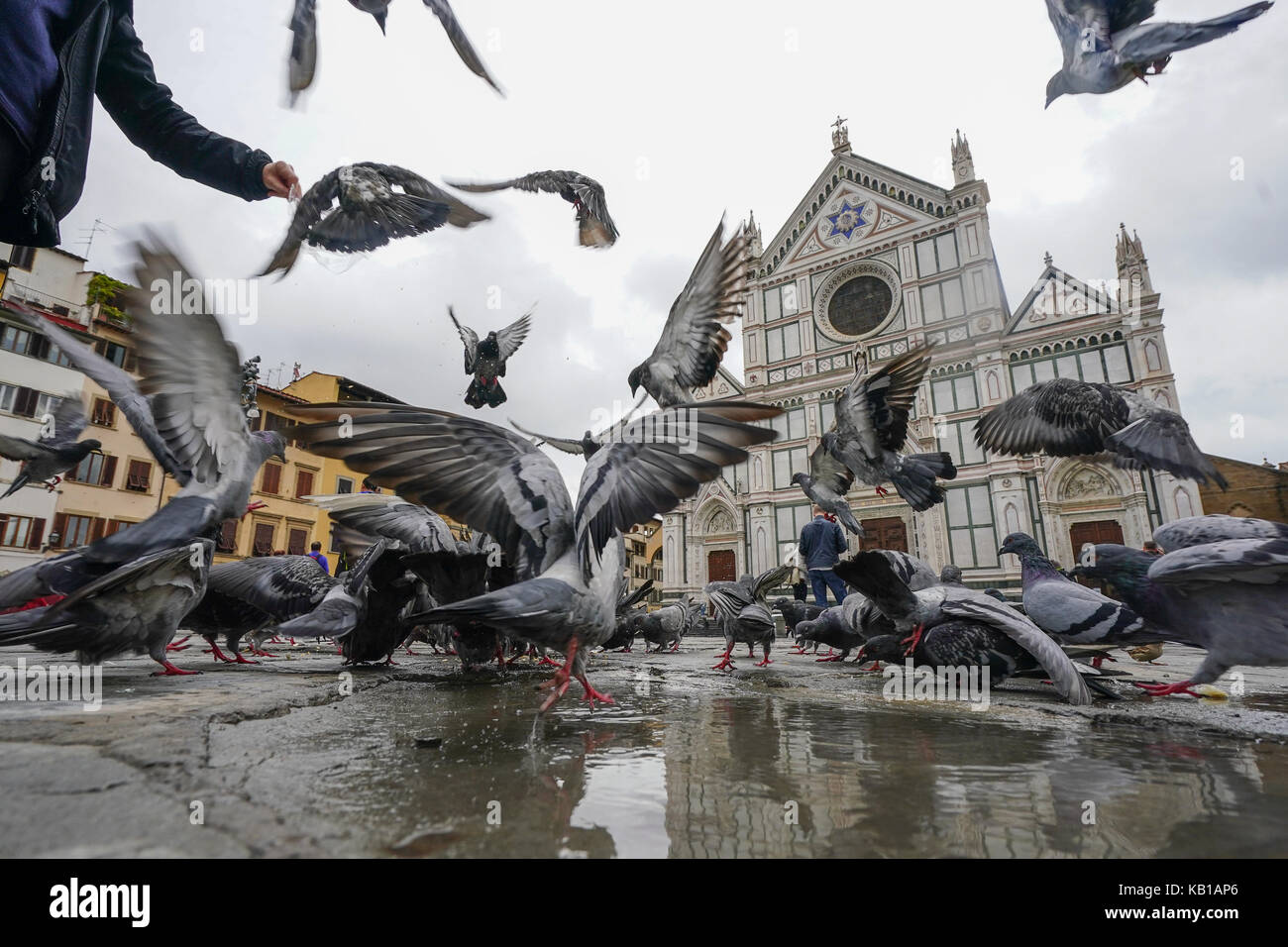 A general view of pigeons in front of the Franciscan church of Santa