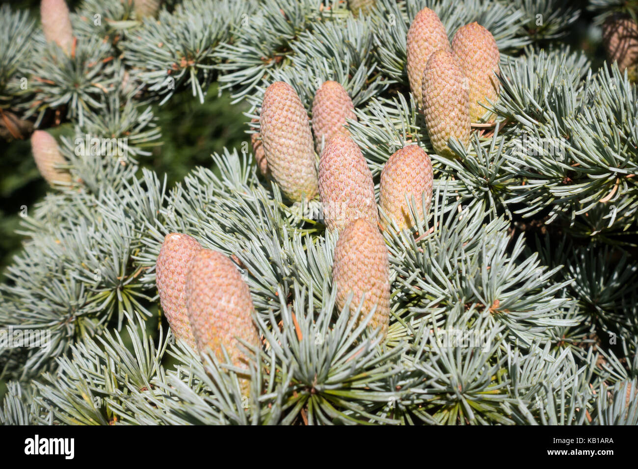 Closeup of a Atlas cedar (Cedrus atlantica) tree branches with cones. Stock Photo
