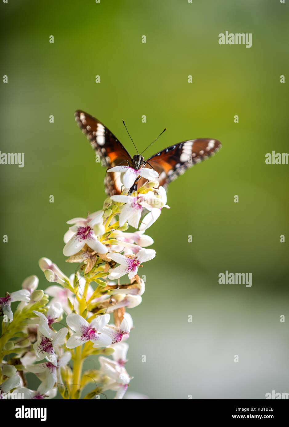 colorful butterfly ready to fly in morning nature. Stock Photo