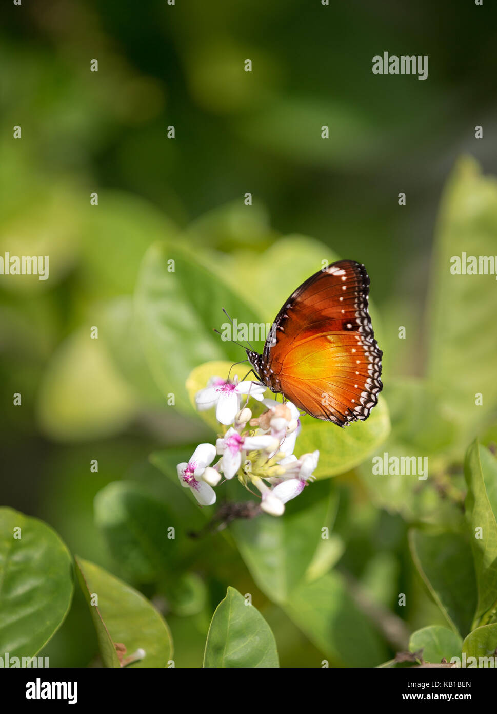 Tiny, delicate butterfly feeding on a summer flower against green background Stock Photo