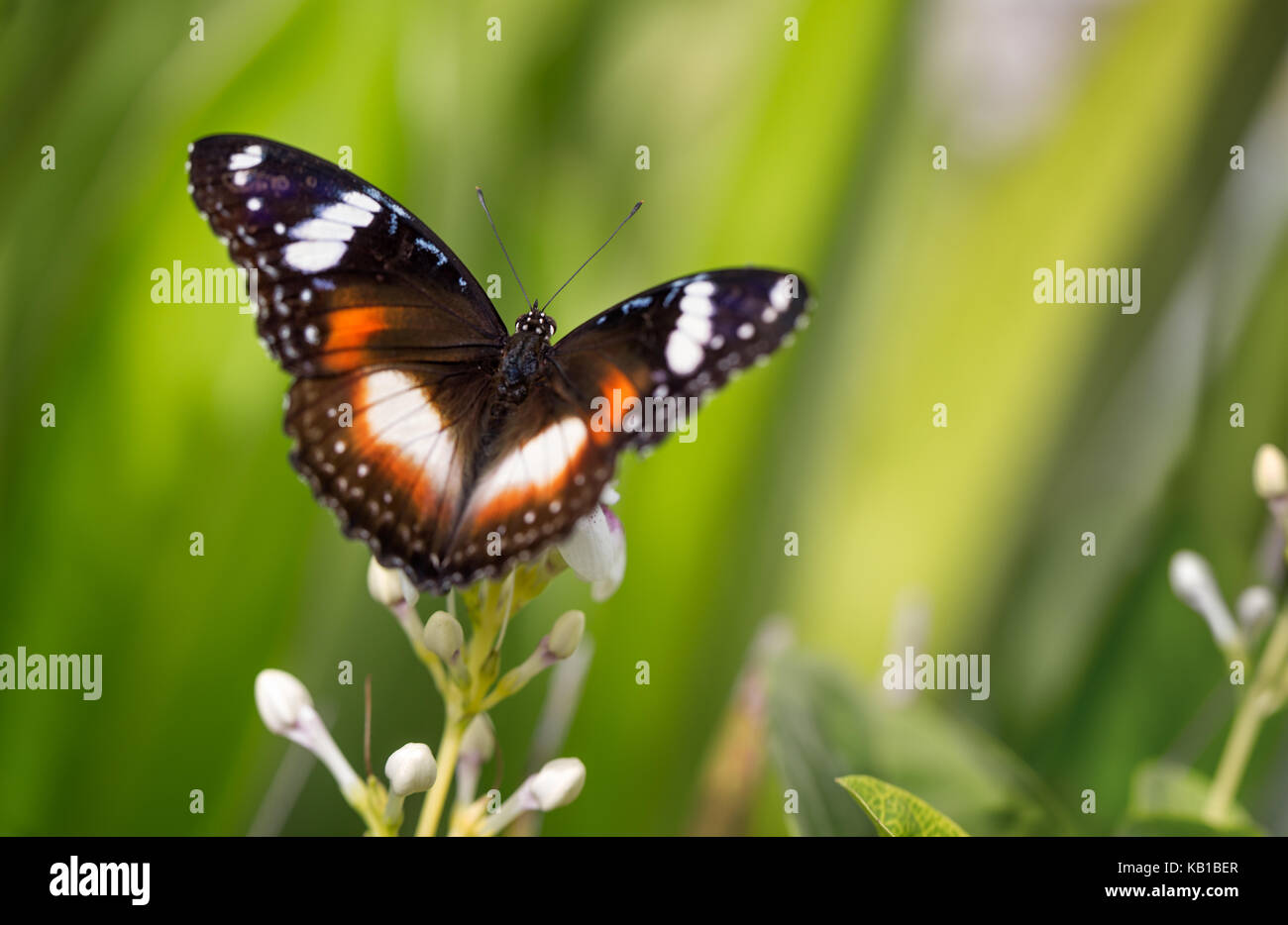 Butterfly with open wings in nature Stock Photo Alamy