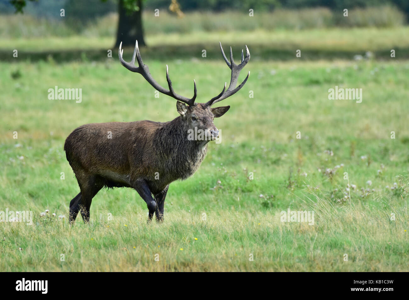 Red deer stag, Cervus elaphus Stock Photo - Alamy