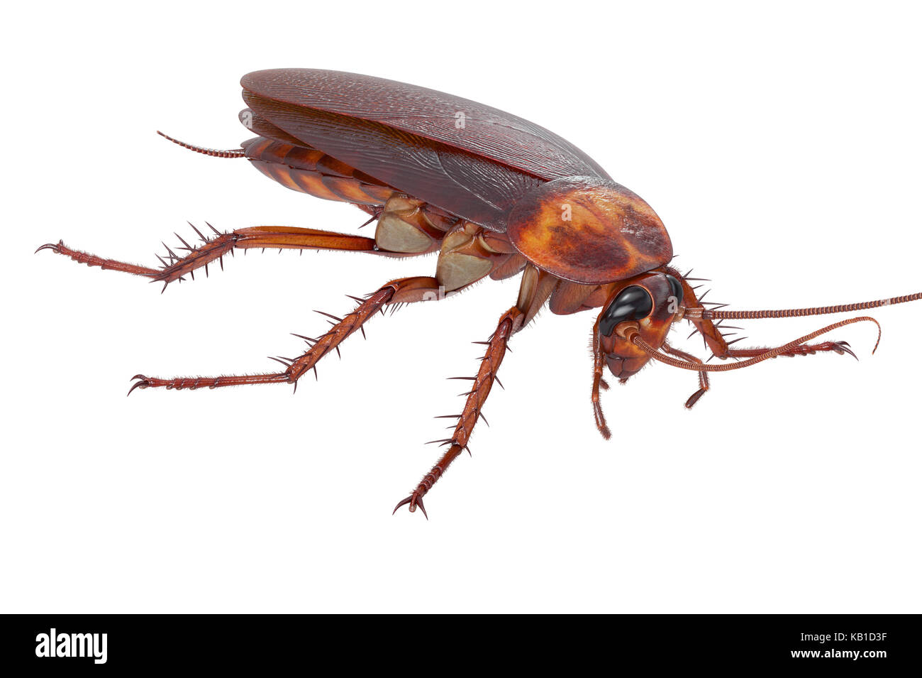 Click Beetle Or Cockroach The Shocking Truth About Their Damage - q0bid0h