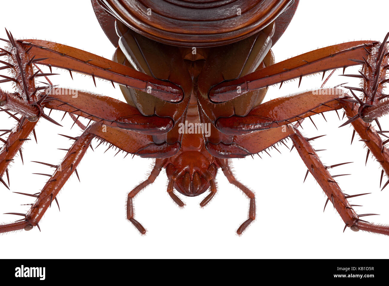 Cotta Roch Bug Cockroach bug small roach, close view Stock Photo - Alamy