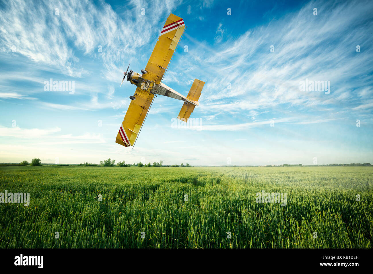 crop duster airplane flies low over a wheat field spraying fungicide and pesticide Stock Photo