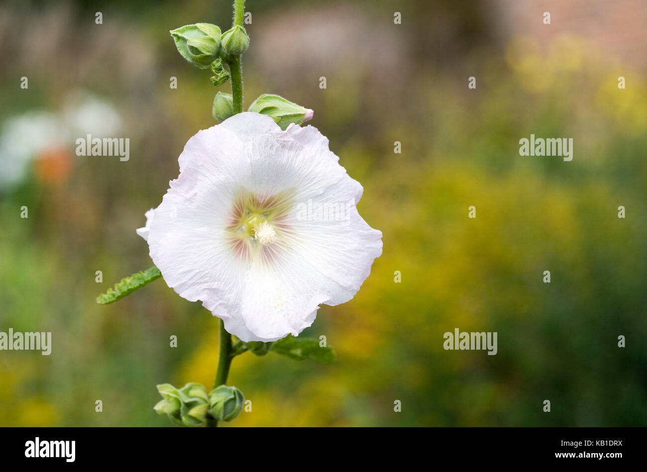 Alcea rosea. White hollyhock in the garden. Stock Photo