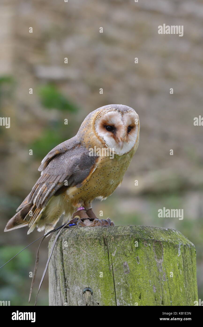 Walworth castle birds of prey - Barn owl Tyto alba, UK Stock Photo