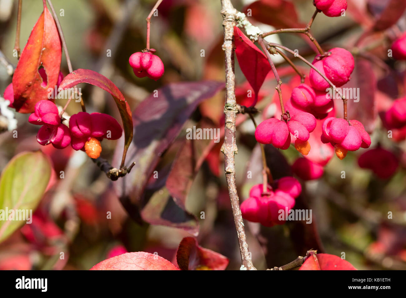 Bright red autumn foliage and dangling pink seed capsules showing orange seeds of the small tree, Euonymus europaeus 'Red Cascade' Stock Photo
