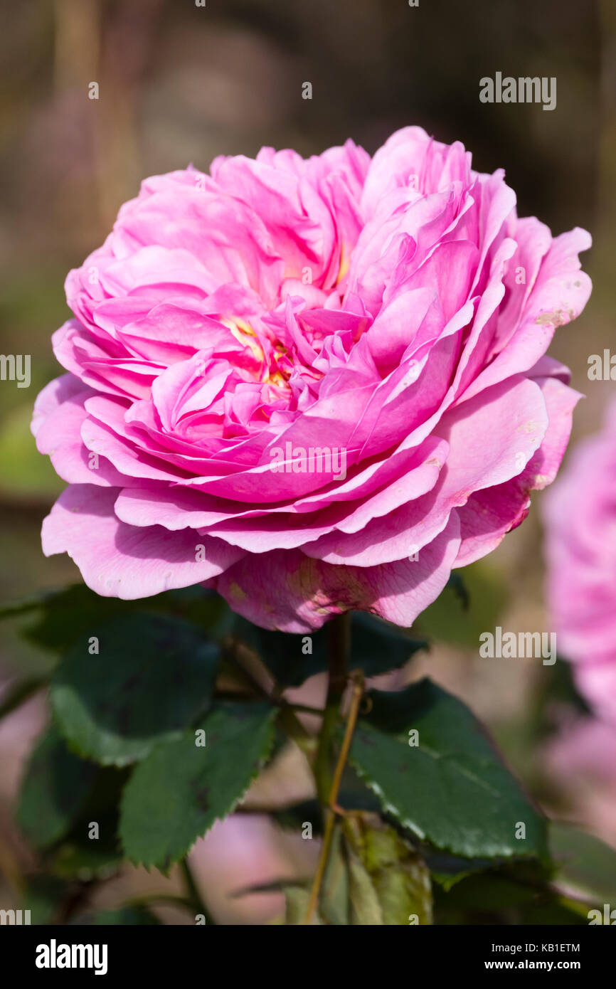 David Austin bred English shrub rose, Rosa 'Heritage' has fully double, fragrant pink flowers Stock Photo