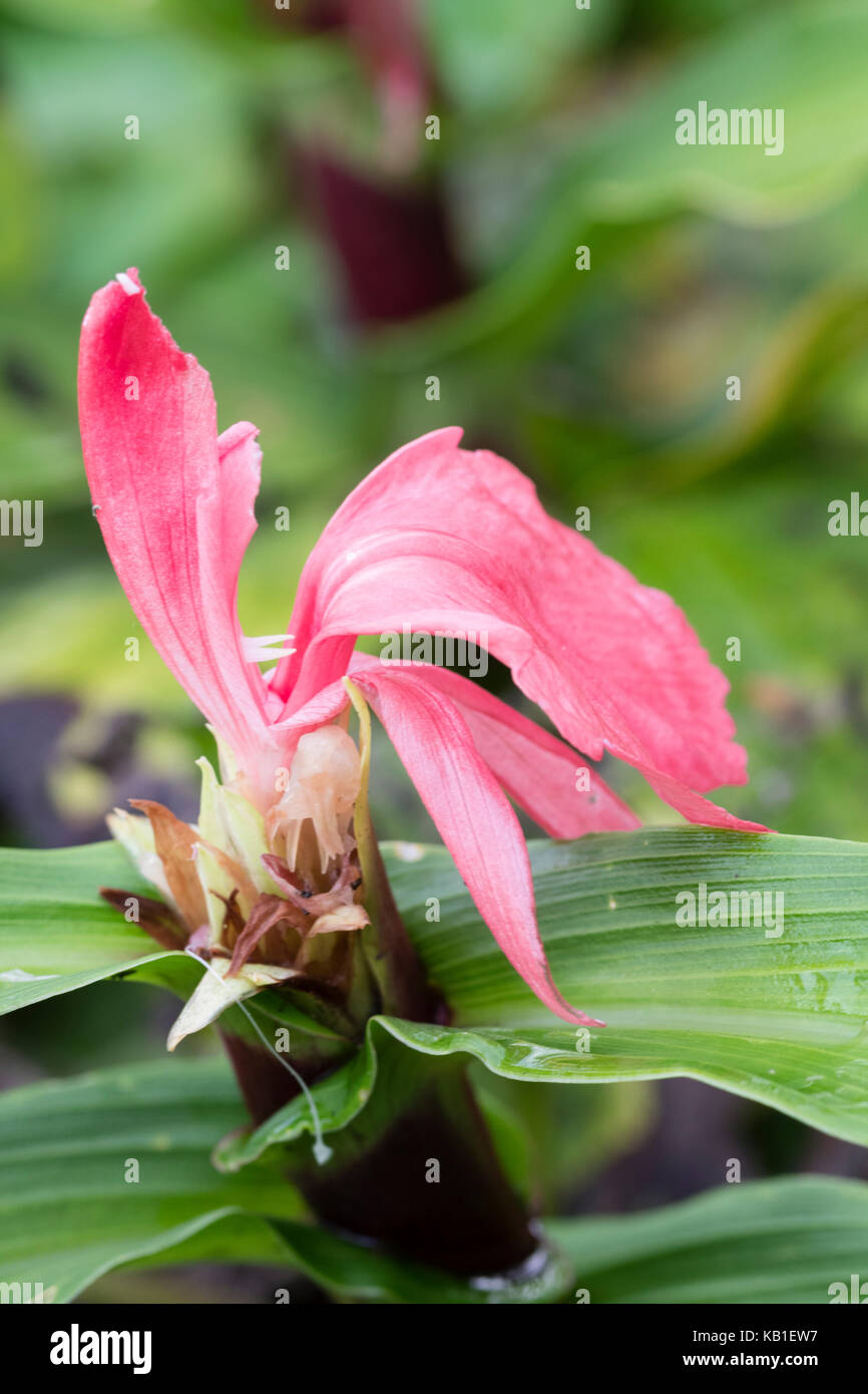 Red flower of the hardy ginger, Roscoea purpurea 'Red Gurkha' Stock Photo