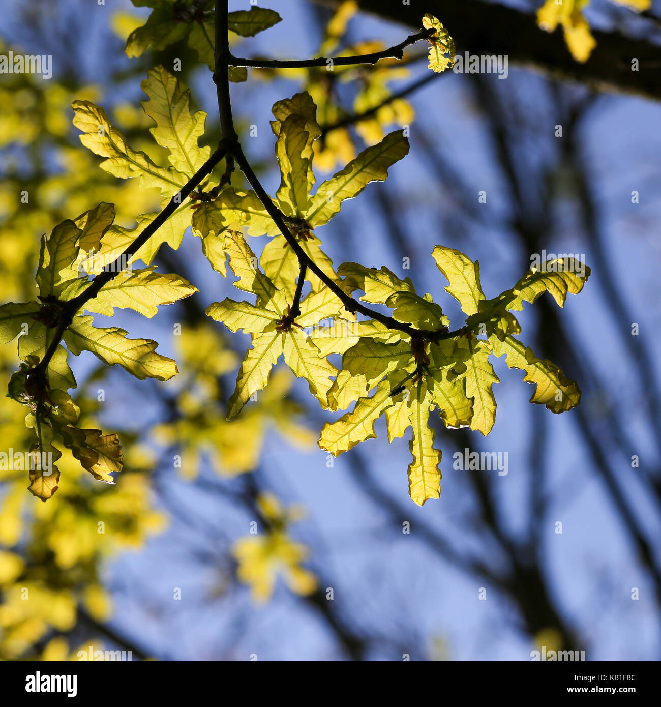My Image 25