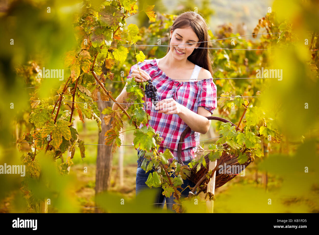 young woman grape picker in vineyard Stock Photo