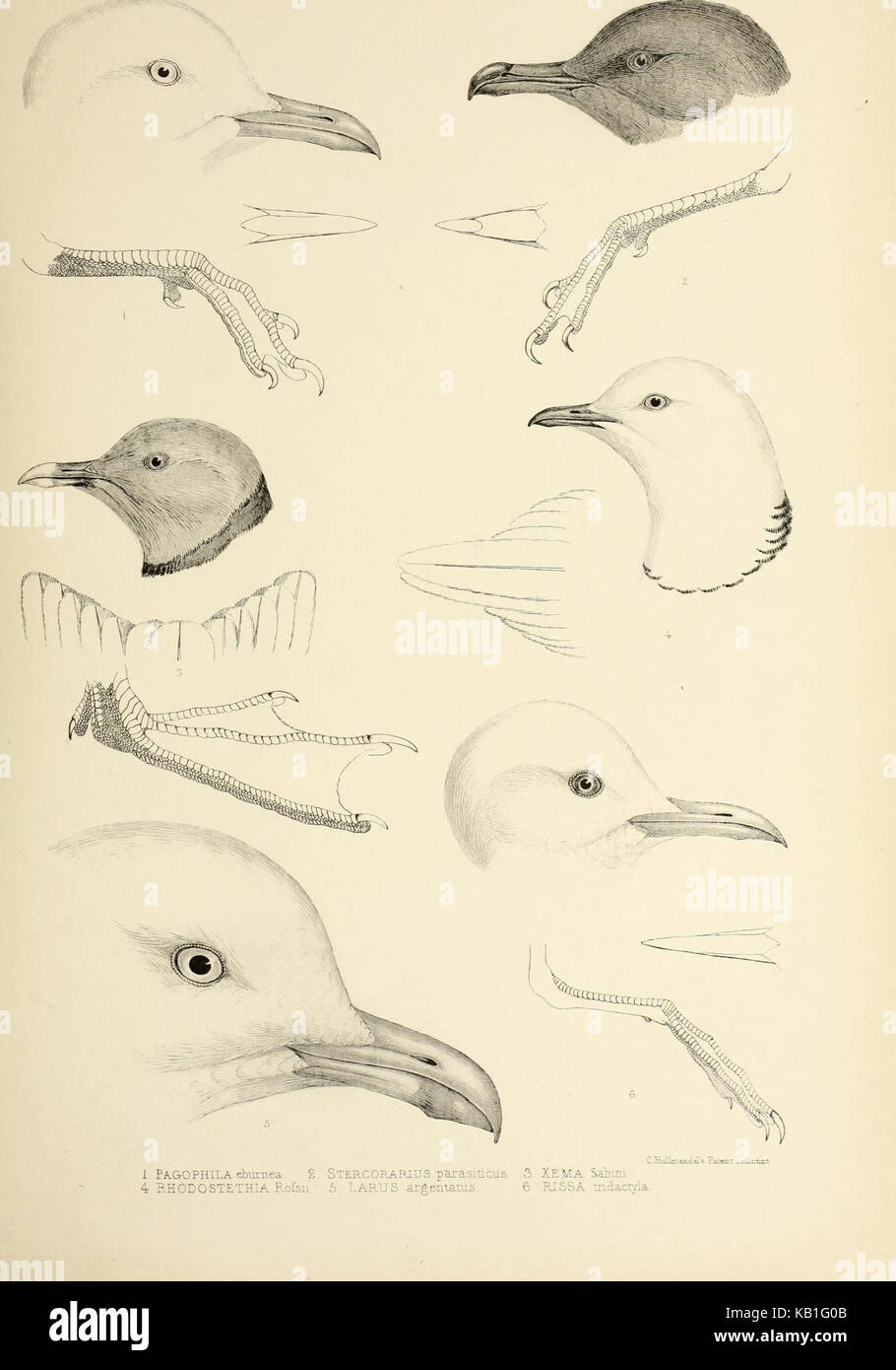 Genera identification hi-res stock photography and images - Alamy