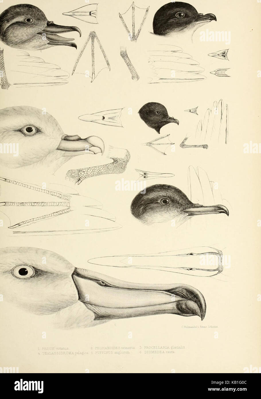 An illustration from 'The Genera of Birds', focusing on bird behavior ...