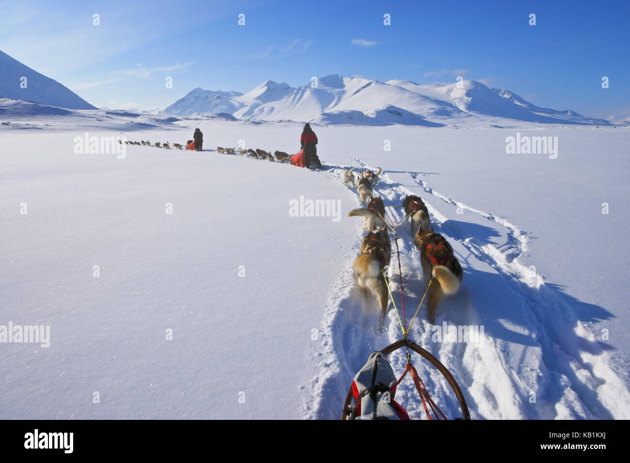dog sledge in the Sarek national park, Lapland, Swede, Stock Photo