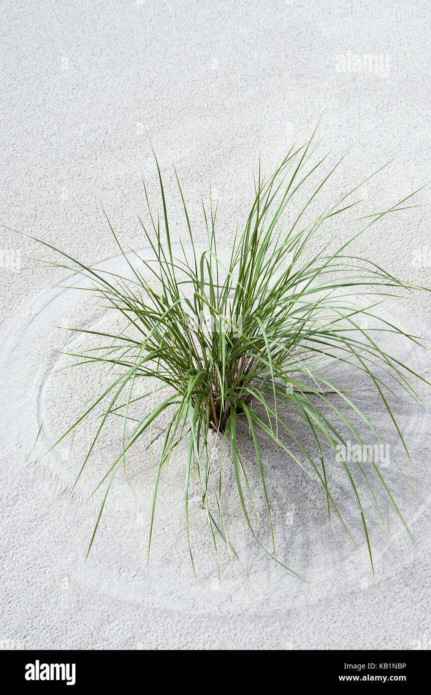 Botany, grass in Sand Stock Photo