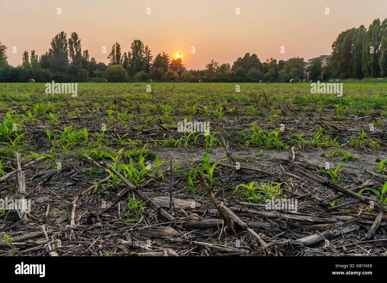 Failed crops on field against the sky (armageddon theme) Stock Photo
