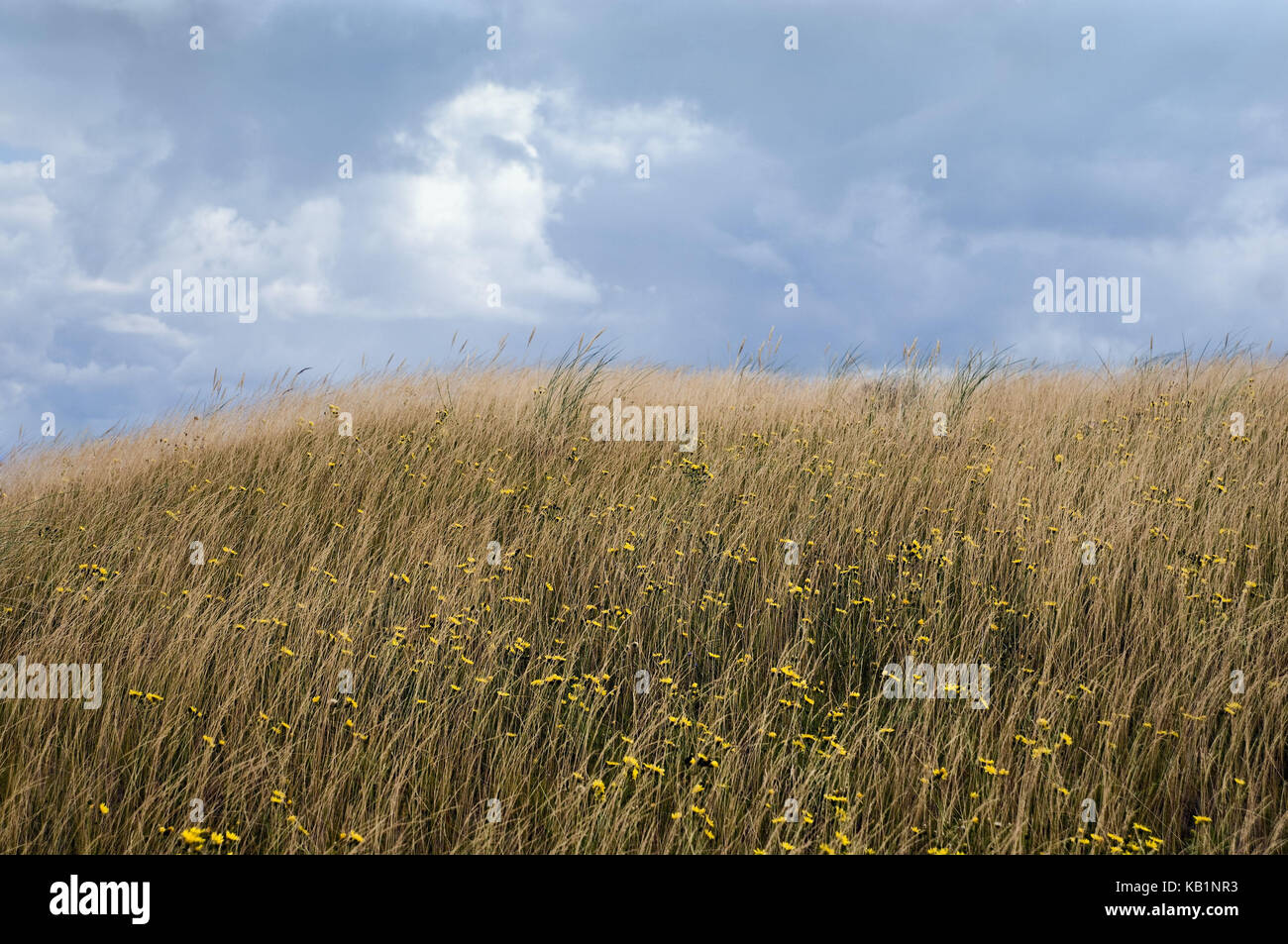 Lithuania, Nida, health resort broad bay bar, dune, grass and flowers, Stock Photo