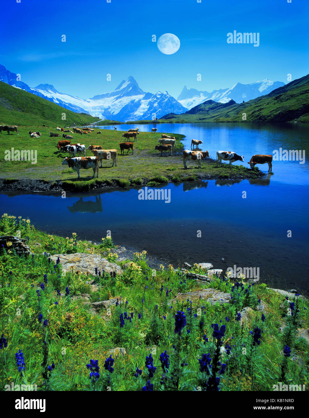 Bachalpsee with cows, Stock Photo
