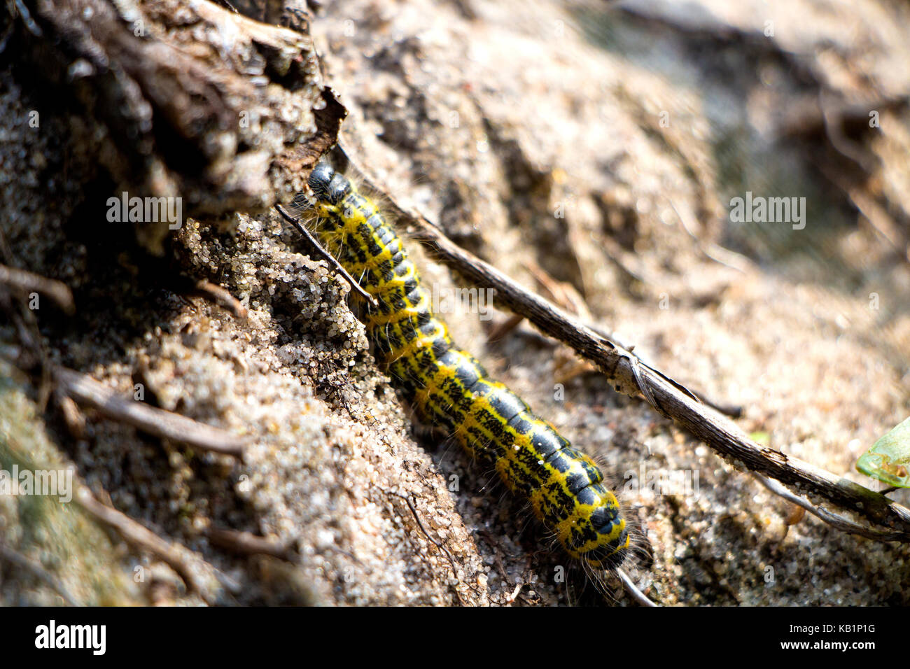 Yellow and black caterpillar climbing on sand in autumn Stock Photo Alamy