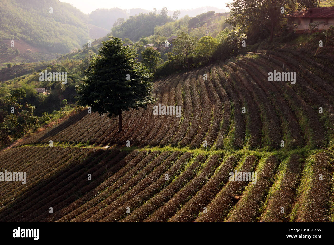 Asia, South-East Asia, Thailand, Chiang Rai, Mae Salong, tea region, plantation, Stock Photo