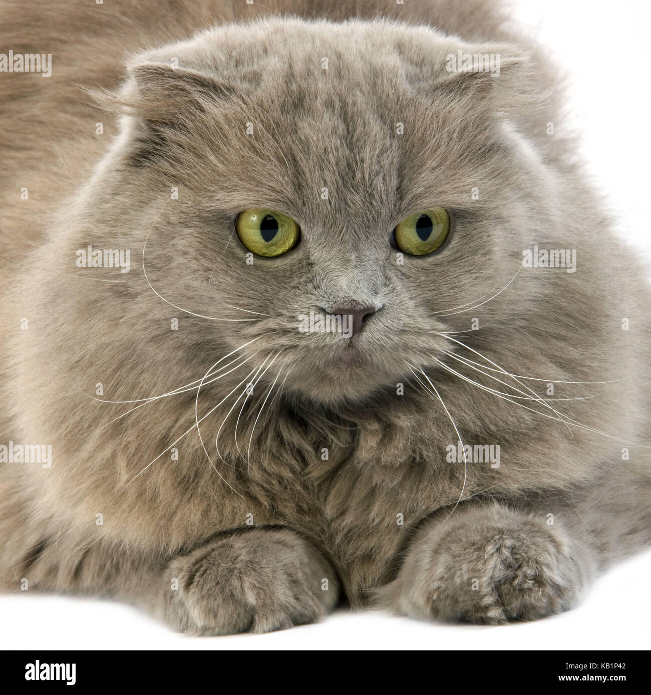 Scottish long-haired cat, Lilac Self Highland Fold or Lilac Self Scottish Fold, white background, lie, studio shot, Stock Photo