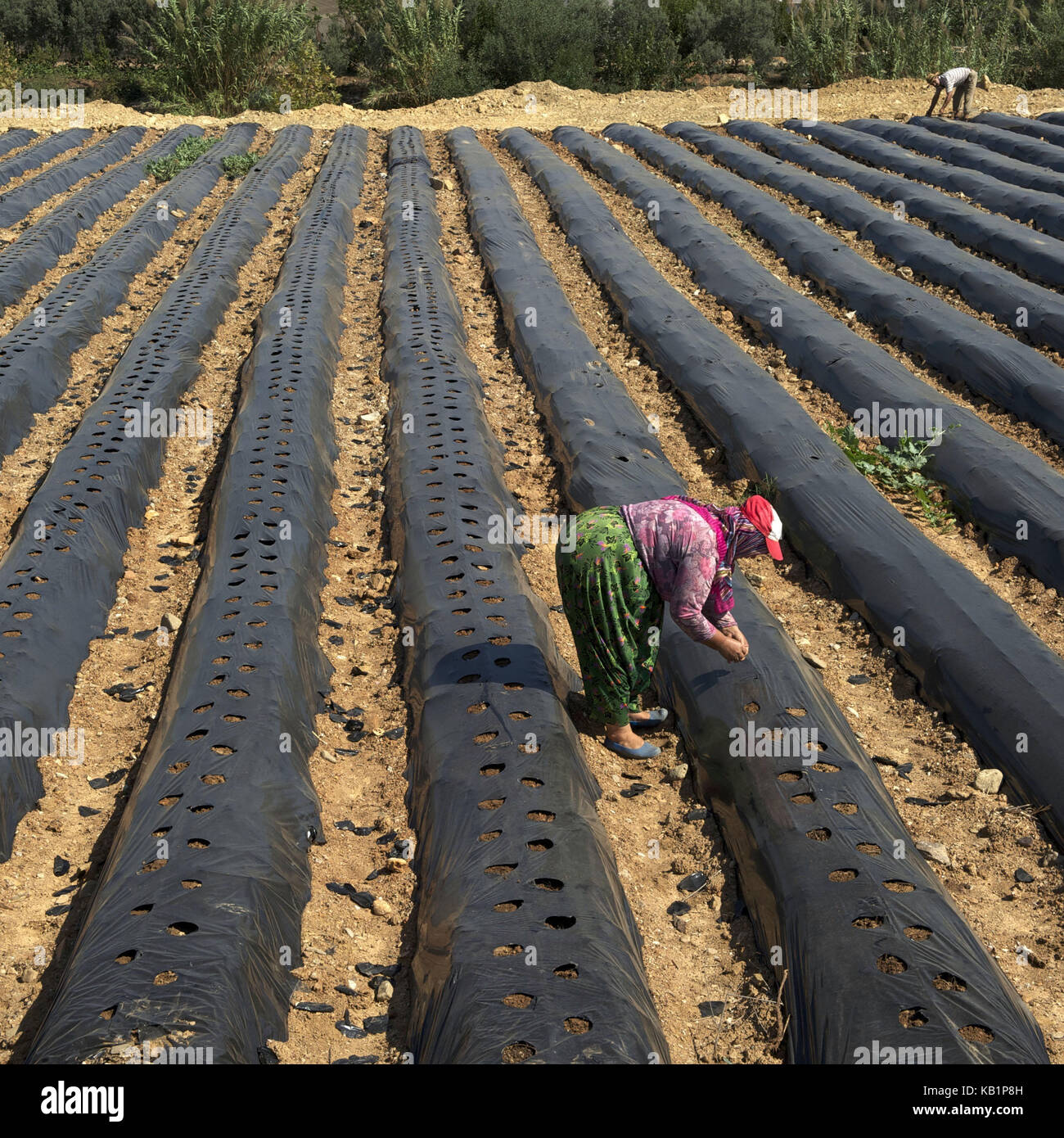 Turkey, Mediterranean coast, Kilikien, chilli plantation, Stock Photo