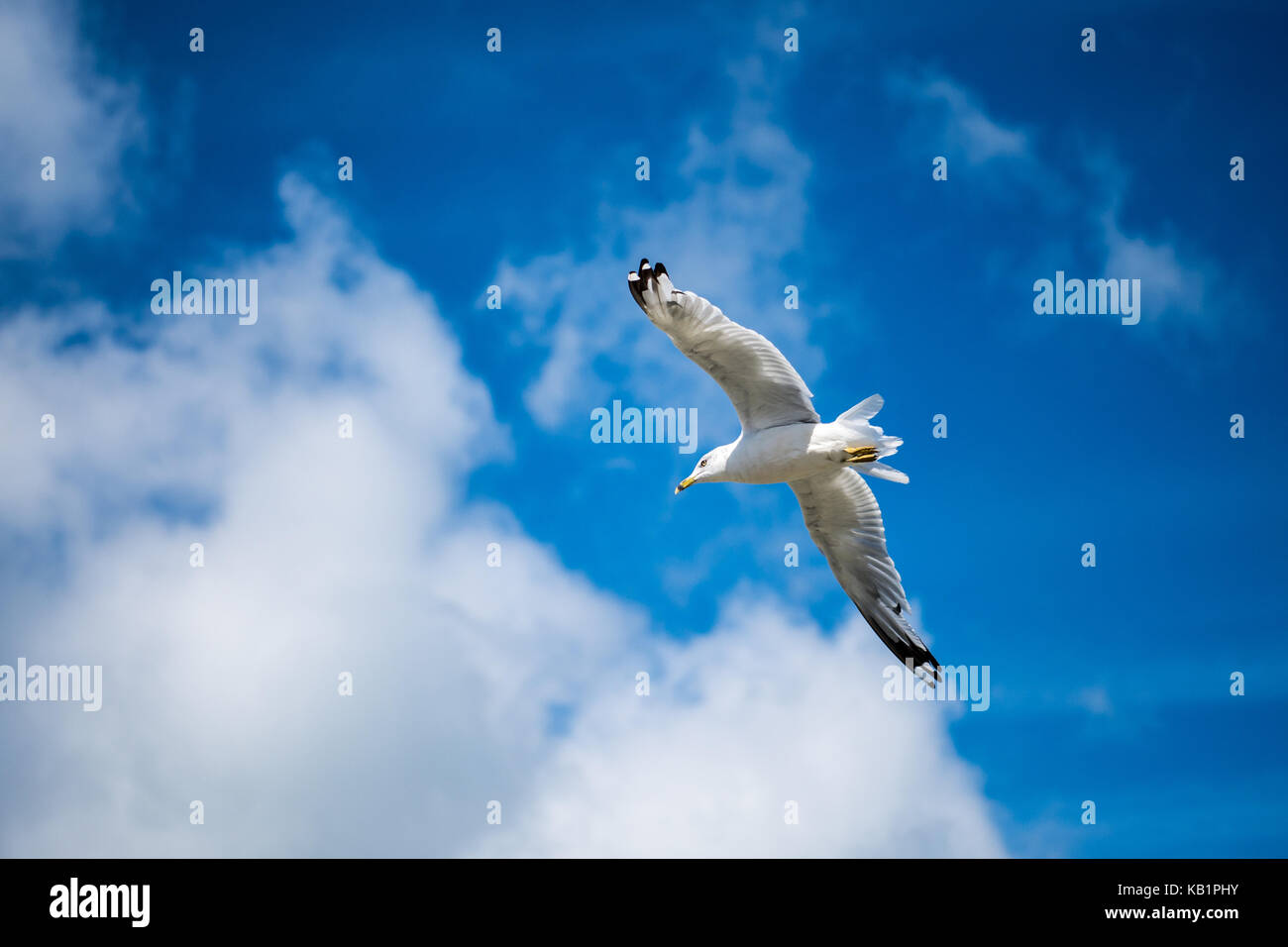 Seagull fly with blue sky and white clouds Stock Photo - Alamy