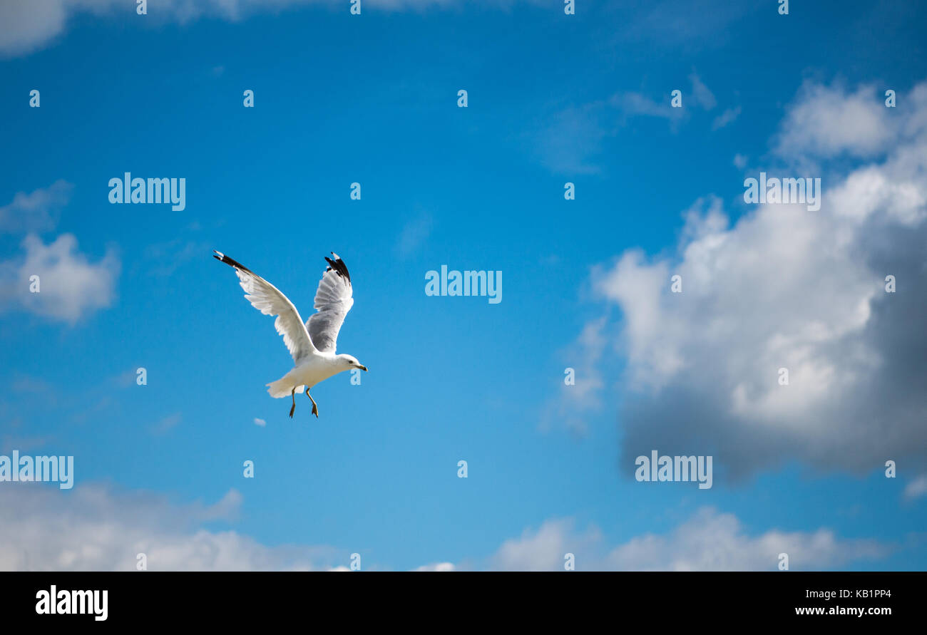 Seagull fly with blue sky and white clouds Stock Photo - Alamy