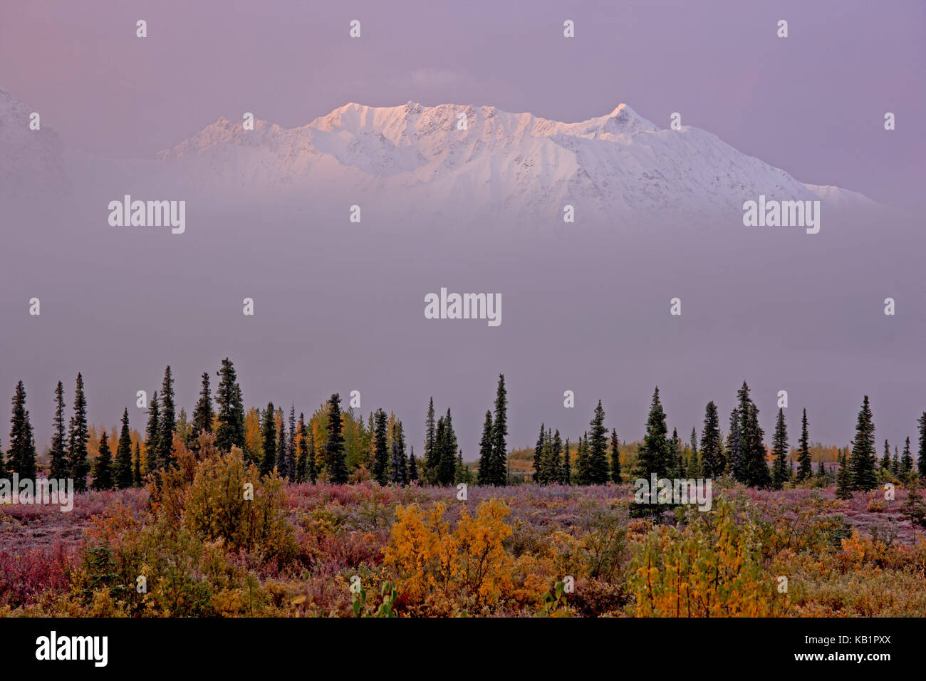 Tundra shrubs hires stock photography and images Alamy