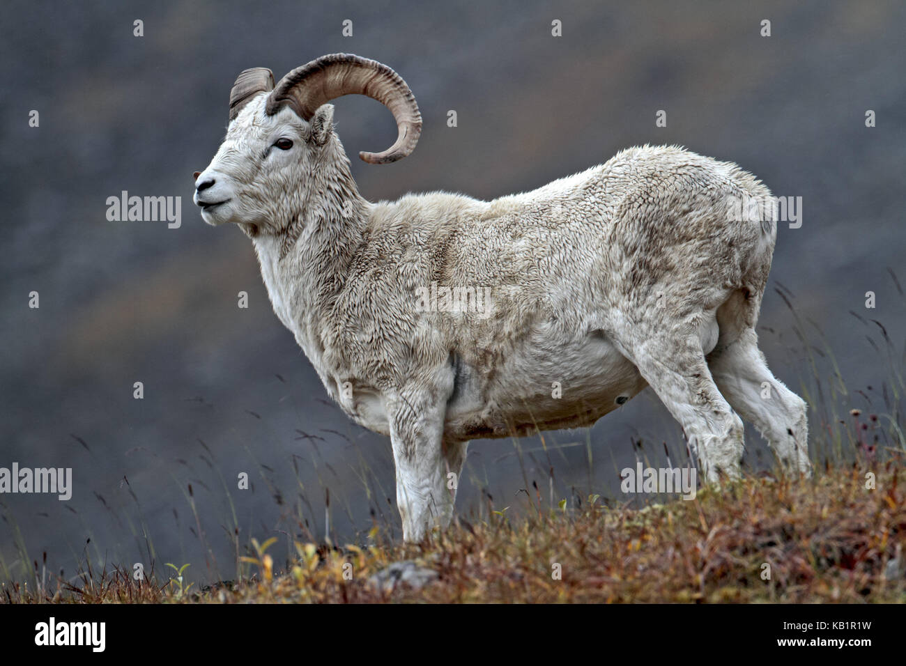 North America, the USA, Alaska, Brooks Range, Dallschaf, Ovis dalli, Stock Photo